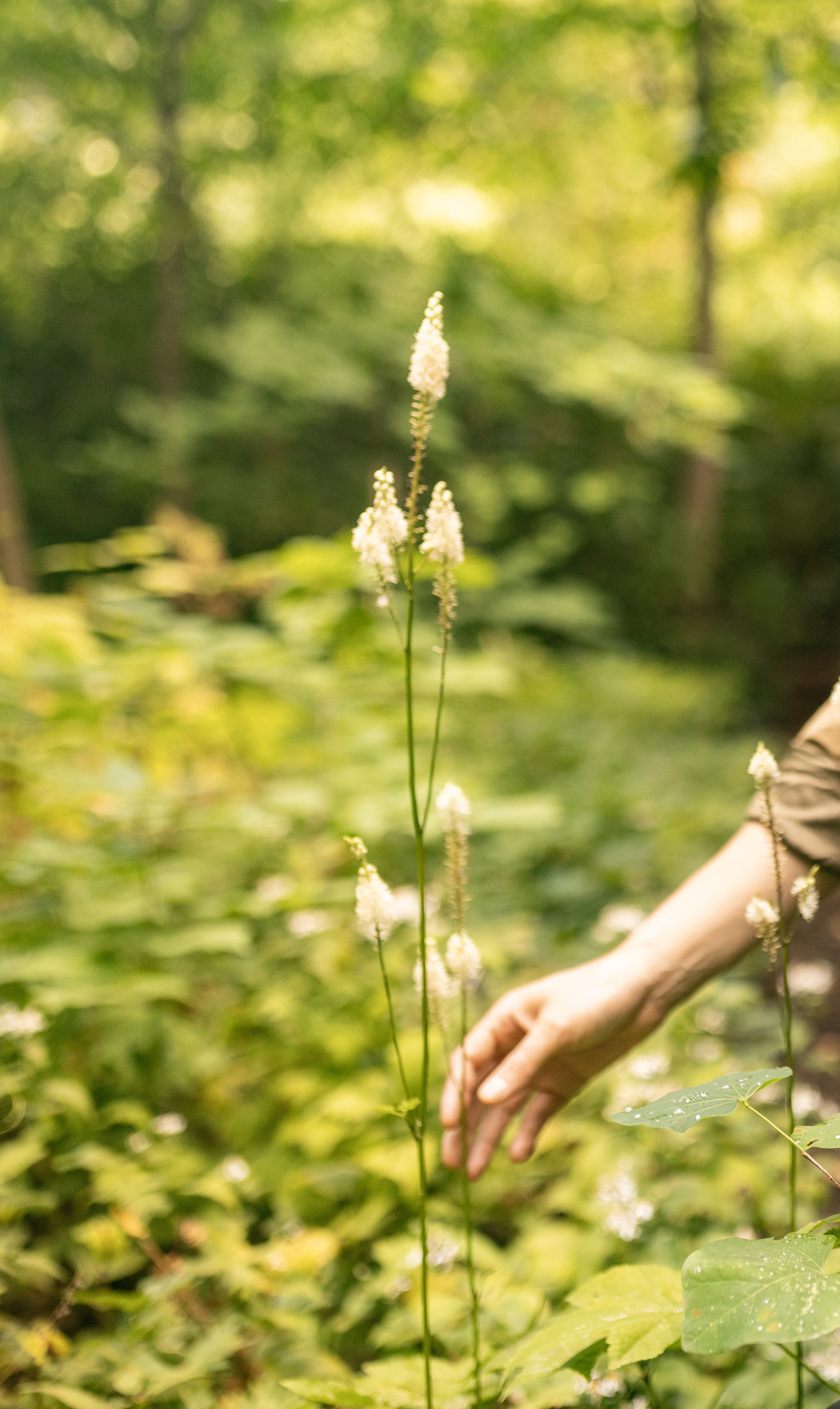Black cohosh flowering in the garden